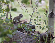 Pine Squirrel